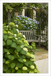 Park bench nestled in hydrangeas