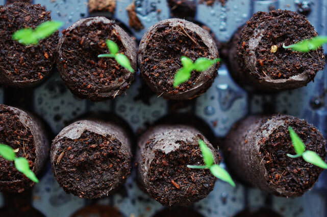 seedlings and saplings